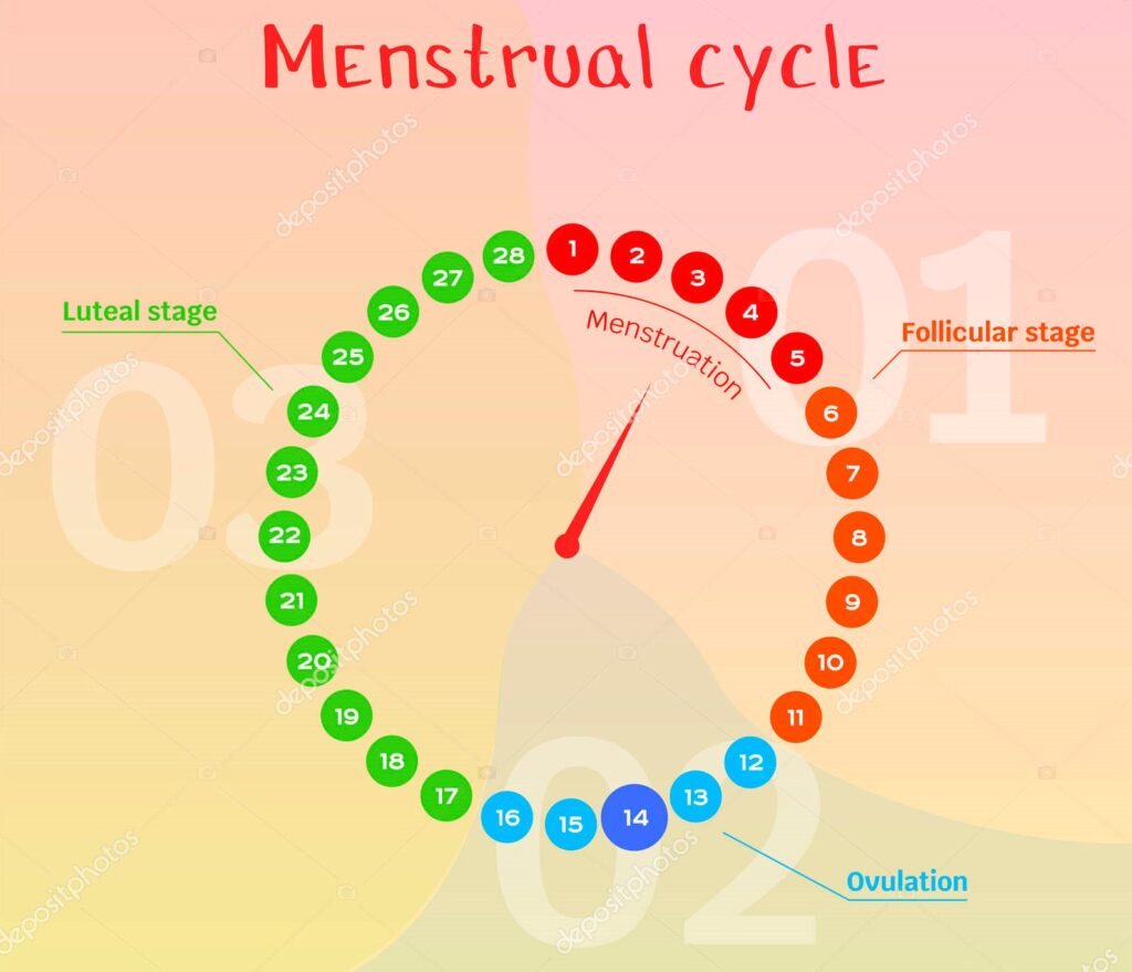 مراحل الدورة الشهرية